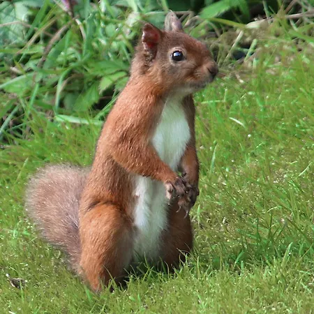 Squirrels Retreat - Uk30821 Casa vacanze